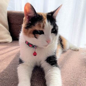 チャコ（秋田市）我が家の一員になってちょうど2ヶ月になりました！はじめはケージからなかなか出てきてくれませんでしたが、今ではソファで日向ぼっこをするのがお気に入りです(*´∀｀*)ご飯は自分のペースでゆっくりとですが、全部食べてくれます。トイレの後はにゃーと鳴いて教えてくれます！！ちょっとずつ我が家に慣れてきているようです！チャコに出会えたことに感謝してます。どうもありがとうございました(*´ω`*)これからも仲良く一緒に生きていきます！