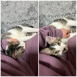 とても大きくなり毎日元気に走り回っております、今は体重2.5kgほどになりました