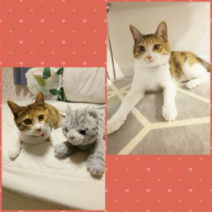 リリ（大仙市）ごはんをよく食べ、元気に走り回っています。家族が帰ってくると、玄関でお出迎えしてくれます。長女(小６)の後を付いて行き、寝るのも一緒です。リリが家族になってくれて、みんな笑顔が増えました。