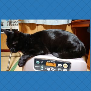 クー暖かくなって来ていますが猫は変わらずストーブの上で暖を取ります。おかげでストーブの上はベコベコです(笑)
