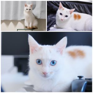 ゆき「ゆき」と改めて名付けました。お迎えしたときは人慣れ訓練中とのことで常に少し距離をとってこちらの様子を見ていましたが今では常に膝の上に乗ってくる甘えん坊です。寝るときは必ず布団に入ってきます。