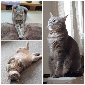 グリ（湯沢市）我が家の宝物😸元気良く生活しています。