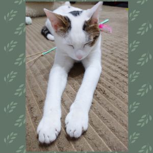くるみ（秋田市）くるみが我が家に来て1年がたちます。家族みんなが家に帰るなり、くるみを探して激しいスキンシップをしています。幸せな毎日です。素敵なご縁をありがとうございました！