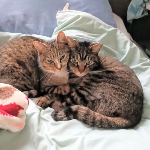 ヘーゼル（横手市）ヘーゼルちゃんがお家に来たらだいたい1週間ほど隠れていました。その後はもう一匹のビスコくんと遊び始めたが、人間がまだ怖くてあまり近くには来てくれませんでした。現在、仕事から帰ったら、この子が私がどこかで座るまで待って、座るとたん私のひざの上に乗って来て抱っこを要求するようになりました。毎日大好きな新しいお兄さんと遊んで、よく一緒に寝たり舐めてあげたりしています。まるで甘えっこです。ヘーゼルちゃんが家に来られて本当に良かったです。