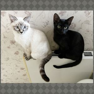 マー　クー（秋田市）人懐っこい仲良し姉妹と過ごすようになり、あっという間に４ヶ月が経ちました。高い所へのジャンプやいたずらも一緒に楽しんでいますし、よく食べよく動きよく寝ています。元気に育てていただいた保護主様に感謝いたします。
