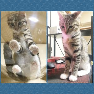 旅右（秋田市）旅右（りょう）譲渡後2ヶ月の写真です。