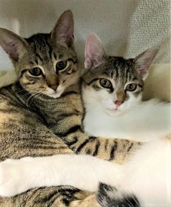 てん・ごま（仙北市）家族なって2ヶ月が経ちました。3ヶ月の小さな子猫ちゃん達は5ヶ月になりました。キジトラはてんちゃん、キジシロはごまちゃんと名づけました。2月末にワクチン2回目済、3月末にマイクロチップ挿入済、来月は去勢を控えています。3月中旬にてんちゃんか脚を挫いてしまいましたが、骨に異常なく完治しました。ごまちゃんがてんちやんのフードを横取りすることがあるので、てんちゃんが痩せてます（汗）2匹に巡り合わせてくれた、先住のみーちゃん、いぬ・ねこネットワークの皆さん、担当のSさん本当にありがとうございました。これからも大切にしていきます。