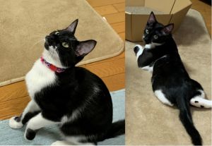 ポン介（秋田市）健康診断も問題なく、元気いっぱいで日々大きくなっています。水の音に走ってきて、台所や洗面台にジャンプして毎日くっついて見てます。噛みつき癖がありますが、中学生の娘は可愛いから許すと言いながら遊んでいます。(私も傷だらけ)おいで、と呼ぶと犬みたいに走ってきます笑笑