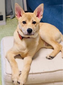 ロン（秋田市）ロンが来てから2ヶ月が経ち、日々元気にすくすくと成長してくれています。臆病で甘えん坊なロンですが、人が大好きで好奇心旺盛な姿がとても可愛いです。家族みんなでこれからも成長を見守っていきたいと思います。ご縁を繋いで頂き、担当のAさんには大変感謝しています。ありがとうございました。