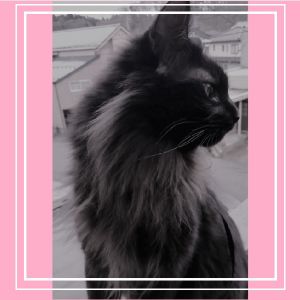 グウコ（秋田市）元気に過ごしています。この子と出逢えて幸せです。ありがとうございました。