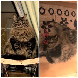 たいがー（秋田市）たいちゃんがこの冬の間でどんどんモフモフになってきました。まだ生後11ヶ月のはずなのに体重が5.9キロ。それでも食欲が止まらないし、どこまで大きくなるの？って感じです！お腹の上に飛び乗って来た時に重っ！ってなるけどめちゃくちゃ甘えん坊だしホントめんちょこです。