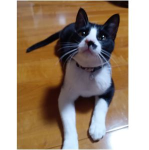 ゴマ（湯沢市）ゴマが来て早半月が経ちました！何にでも興味を示し元気にしています!遊ぶのが大好きで人懐っこくてとても可愛いです！ご飯を食べるときも寝るときもいつも一緒にいます！これからも家族の一員として皆で大事に育てていきます！この素敵な出会いをくださったいぬ・ねこネットワーク秋田さん本当に有難うございます!