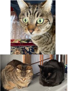 ミッツ（湯沢市）とっても甘えん坊ですそしてよく食べます先住猫と夜になると運動会を始め、家族が寝静まるとそっと布団に入ってきますこれからも一緒に毎日を楽しみましょうね！