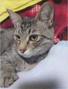 ジョイ（雄勝郡）「ジョイ」が我が家に来てから20日になります。毎日元気に遊び、食欲旺盛。なんとなく来た時より逞しくなったような気がします。貴重な出会いありがとうございます。