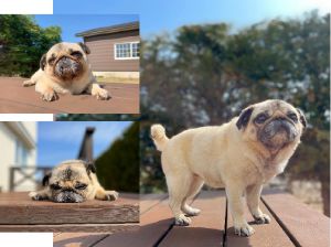 ハナ（井川町）5才だったハナがわが家の家族になって6年が経ちました。シニア犬になりましたが、大きな病気をすることもなくとても元気に過ごしてます！出会いのきっかけをいただけた事に感謝の毎日です。これからも家族みんなでハナが楽しく過ごせるよう見守っていきます。