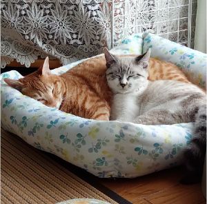 チャコ（秋田市）チャコ1歳＆小春6ヶ月遊んでは寝て、また遊んでと思ったらパンチが炸裂!チャコ師匠に教わったことを、忠実に実行する妹分の小春。これからも、仲良くたくましく＼(^o^)／