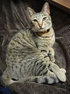 ジョシュア（秋田市）ジョシュアが我が家に来て、1年経ちました。大人になって、だいぶ落ち着きました。普段は皆で、ジョジョと呼んでいます。冬はコタツの中やストーブの前にいるのが好きで、暖かくなってからは窓辺で日向ぼっこしていることが多いです。これからも、のんびり一緒に過ごしていきたいです。