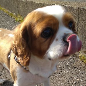 大和（横手市）大和が来てもうすぐ1年になります。なかなかカメラのほうを向いてくれず、前回と同じような写真ですが元気にしております。動物病院の待ち時間では他の子に興味津々にしながらもお利口さんで待つことができます。ご縁をありがとうございました！