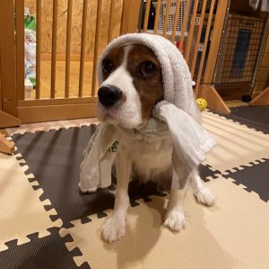 善逸（秋田市）犬（猫）を被っておとなしかった善ちゃんは、今ではじゃじゃ犬かのように元気いっぱい遊ぶようになりました！