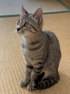 みやこ（秋田市）初めて家に来た日に、心細かったのかブルブル震えていたのを覚えています。今ではすっかり甘えん坊で、膝の上でゴロゴロ丸くなっています。体も一回り大きくなり、元気に走り回る毎日です。大きな音がする掃除機が苦手なようで、動かなくなってから猫パンチで仕返ししています。もっと大きくなったら勝てるかな？？