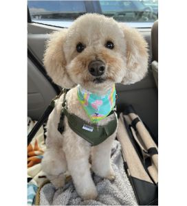 ラム（男鹿市）ラムちゃんが家族になって2ヶ月が経ちました！だいぶ人にもなれ散歩中にすれ違う人にも怯えなくなりました。いつも私たちが帰ってくると元気に「おかえり」をしてくれて癒される毎日です。預かりボランティア、保護犬の存在を教えてくださった担当の方には感謝感謝です。私も新しい形で発信していけたらなと思います。初めてのことだらけですが、これからもラムちゃんと一緒に家族みんなで楽しく暮らしていきたいです！