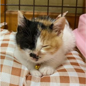 （秋田市）今日お迎えしたばかりですが早速可愛いのが撮れたので送ります！ある程度落ち着いた時に「ねんね」と言う言葉に反応して目を閉じることが判明しました笑