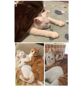 もち（由利本荘市）先住猫のきなこくんととても相性が良く、次の日には一緒に寝てました。溺愛ぶりに家族もびっくりです。