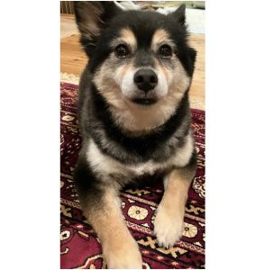 さつき（秋田市）さっちゃんと家族になり1年が経ちました。頭も良く手もかからずとても良い子で、もう少しワガママになってもらってもいいかな？と思います笑。ご縁をありがとうございました。