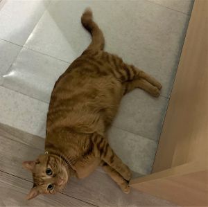 蓮虎（れんと）（横手市） 2歳になりました。横にも大きく育っております。14歳13歳のにゃんことも、仲良くしています。膝の上で、背中トントンの催促、とても可愛いです。関わって下さった皆様に、いつも感謝の日々です。ありがとうございました。