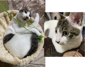 シュガー（潟上市）  猫を初めて飼う我が家でしたが　あまりの可愛さに家族皆んなが癒されています。人懐っこくていつも誰かのそばで　遊んでアピールしています。