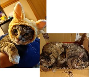 トト・モコ（大仙市）我が家に来て、もうすぐ一年になります。猫を飼うのは初めてだったので、最初の３～４ヶ月は試行錯誤の毎日で、ドタバタ劇場の日々でした(笑)一緒に生活してく上で、お互いにリズムが作れてきて、少しずつ余裕が出てきたように思います。今ではすっかり「かまってちゃん」で、遊ぶまでストーカーの様について回ります(笑)家族になってくれたトトモコのおかげで、笑いあり癒しありの日々を過ごしてます。出会いの場を作って頂いたスタッフの皆様には、本当に感謝しております。ありがとうございました‼️