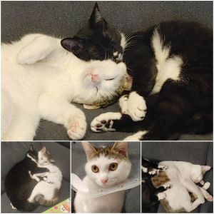 はな（由利本荘市）二匹とても元気に仲良く遊んでいます！！