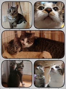 ちくわ・つくね（横手市）ちくわとつくねを家族に迎えてからちょうど１年が経ちました。つくねから仕掛けるケンカは毎日ですが、寝るときはどんなに気温が高くなってきても、くっついて寝ています。ちくわは、ママのお風呂をバスマットの上で待ってくれてます。出会えたことを心から嬉しく思っています。これからも家族みんなと明るく過ごしていこうと思います。