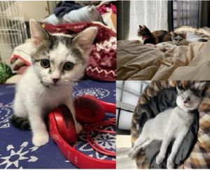 マロ（にかほ市）マロがうちに来て２ヶ月。予防接種、マイクロチップも終えてスクスクやんちゃんに育っております！先住猫ココから家猫の教育を受けている毎日ですw素敵な出会いをありがとうございました♪