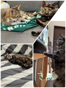 きぬ（秋田市）きぬが我が家に来て、2ヶ月です。先住猫のころもと一緒に、毎日元気に遊んでいます。甘えん坊なところが、とってもかわいいです。これからも大事に育てていきます。保護主様、いぬねこネットワークのの皆様、この度はご縁をありがとうございました。