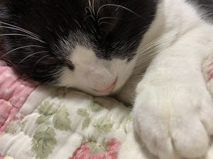 メル（仙北市）一年で自ら膝の上に乗ってきてくれるようになりました。これからも成長が楽しみです。