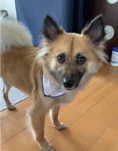 拳（秋田市）ゲンを迎えて１年。来て早々ケージ破壊、カーテン破られ絨毯掘られ…色々ありました(^^;)今では立派な警備隊長です！