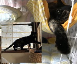 たぬこ（秋田市）1週間のトライアルを経て、譲り受けました。初めはとても警戒しており、手を差し出しても怖がって威嚇しておりました。今ではそれも慣れて撫でたりブラッシングするとゴロゴロしてくれます♪少々臆病な面もありますが、初日から考えるとビックリするくらい我が家に慣れて来ています。途中で心が折れそうになった事もありましたが、可愛すぎて手放したくない一心で何とかたぬこちゃんと頑張っています。ハンモックがお気に入りのようで日中はそこに入ってくつろいでいます。