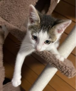 きなこ（横手市）とてもやんちゃで人見知りもせず、皆に可愛がられてすくすくと育っております