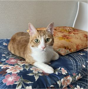 もなか（仙北市）我が家にやって来て２年になりました。5月に２歳の誕生日を迎え体重は４kgと細身ですが運動神経は抜群です！床からのひとっ飛びで肩に乗るのが得意技！そのせいで私のＴシャツは何枚も穴が開いてしまいました^^;しかも超甘えん坊で部屋中どこへ行くにもついて来ます。１歳下の後輩猫に体格では越されてしまいましたが、持ち前のすばしっこさで２匹の追いかけっこは全戦全勝をキープ中です(^^)