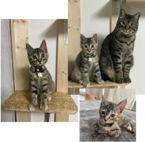 ララ（横手市）我が家にきて2か月が経ちました。人懐こくて誰にでも、喉を鳴らしています。甘えんぼうで、とても可愛いです。先住猫とも仲良く戯れて遊んでいます。これからの成長も楽しみです。