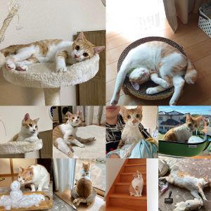 麦太郎（にかほ市）　ムギがうちに来て今日でちょうど1年！毎日元気いっぱいのムギにみんなパワーをもらっていますうちに来てくれてありがとう！家族になってくれてありがとう！いつも一緒に寝てくれてありがとう！いつも一緒に遊んでくれてありがとう！毎日、癒しをありがとう！これからもヨロシクね