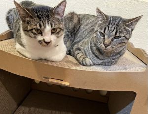 もも・まめ（秋田市）ももが来てから1年、まめが来てから8ヶ月が経ちました。体調不良もなく元気に過ごせています。相変わらずももの噛み癖が直りませんが…2匹一緒に寝ていると、ほっこりします。いつまでも元気でいてくれるよう見守っていきます。