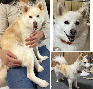 ゆり（秋田市）ゆりが来てからもうすぐ半年、年齢は１０か月になります。体重は６．１ｋｇになりました。だいぶお散歩も上手になり、毎日元気に公園を走っています。家ではサークルから出て自由に動き回れる範囲が増えました。よく甘えて膝の上に乗ってきたりくっついてきたりします。おもちゃを持ってきて遊びに誘ったりもしてきます。まだ外では怖がることがあるので少しずつ慣れてくれればと思います。