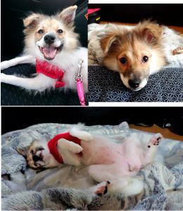 マロン（大仙市）すっかり我が家の一員として馴染んでいます。ブッチというウェットフードが大好きで、たくさんご飯を食べて、ボール遊びや綱引きをして毎日楽しく過ごしています。
