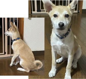 コロ（山本郡）コロがこの家に来てもうすぐ2ヶ月。当初どうなることやらと心配しておりましたが、今ではすっかりそんな生活にも慣れマイペースに過ごしております。家族が仕事・学校から帰って来るとシッポを思いっきり振って喜んでるコロを見ると1日の疲れが吹っ飛び、本当に幸せな気持ちになります。そんなコロに巡り合わせてくれた犬猫ネットワーク秋田スタッフ阿部さんには本当に感謝です。これから末長くコロと一緒に過ごして行きたいと思います。本当にありがとうございました。