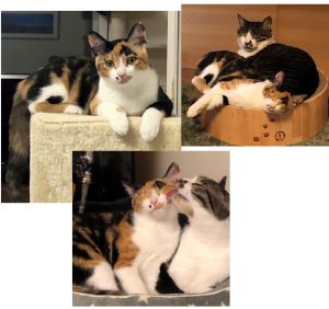 きなこ（秋田市）初めて来た時はお兄ちゃんとケンカばっかりでしたが、今ではお兄ちゃんが居ないと探し回るきなこです。とっても甘えん坊で食いしん坊ですが、呼ぶと返事するし、帰宅するとダッシュで出迎えてくれます。これからも元気で、楽しく過ごそうね。皆さま大変お世話になりました。かわいいきなこを迎えさせていただいて、本当にありがとうございました。