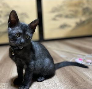 ミロ（秋田市）良く食べて、良く遊んで、良く甘えてくれます。まだ2週間ほどですがとても馴染んでくれていると思います。