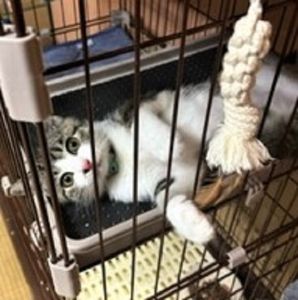 （秋田市）先日、2回目のワクチンをやって来ました。体重も1.４キロになりスクスク育ってます。