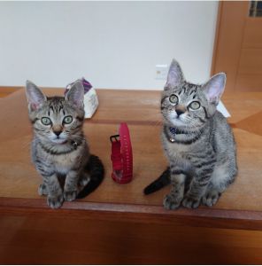 あずき・きなこ（22-K11・K12）あずきときずなが我が家に来てから、1ヶ月が経ちました。とても仲良しで２匹で元気に走り回ったり遊んでいます。毎日癒やされてます。